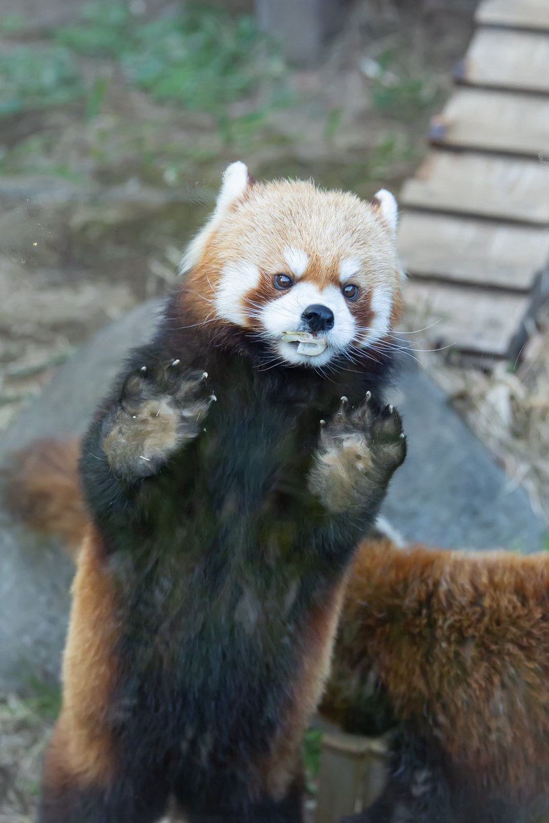 るん🐾 tweet media