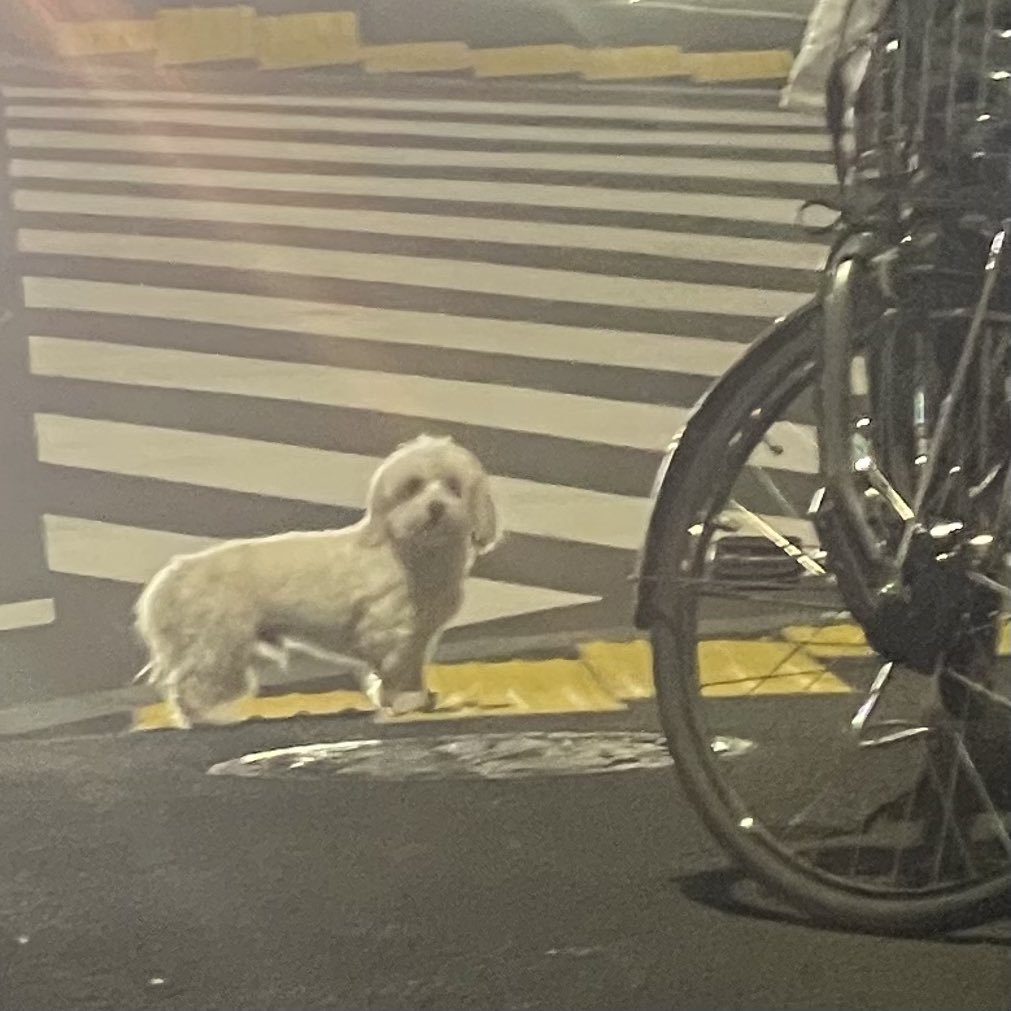 ぼーちゃん。 tweet media