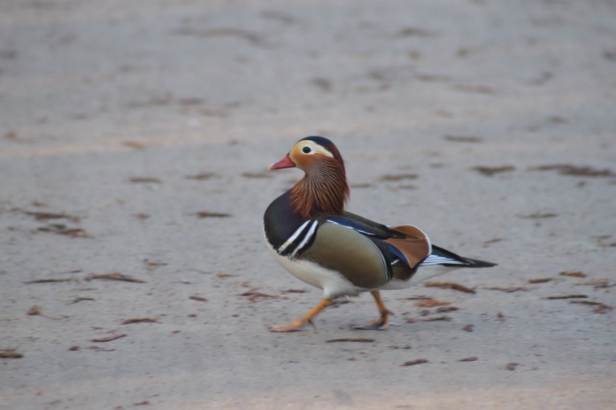 Я только спросить tweet media