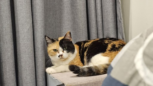 StudyPal tweet media