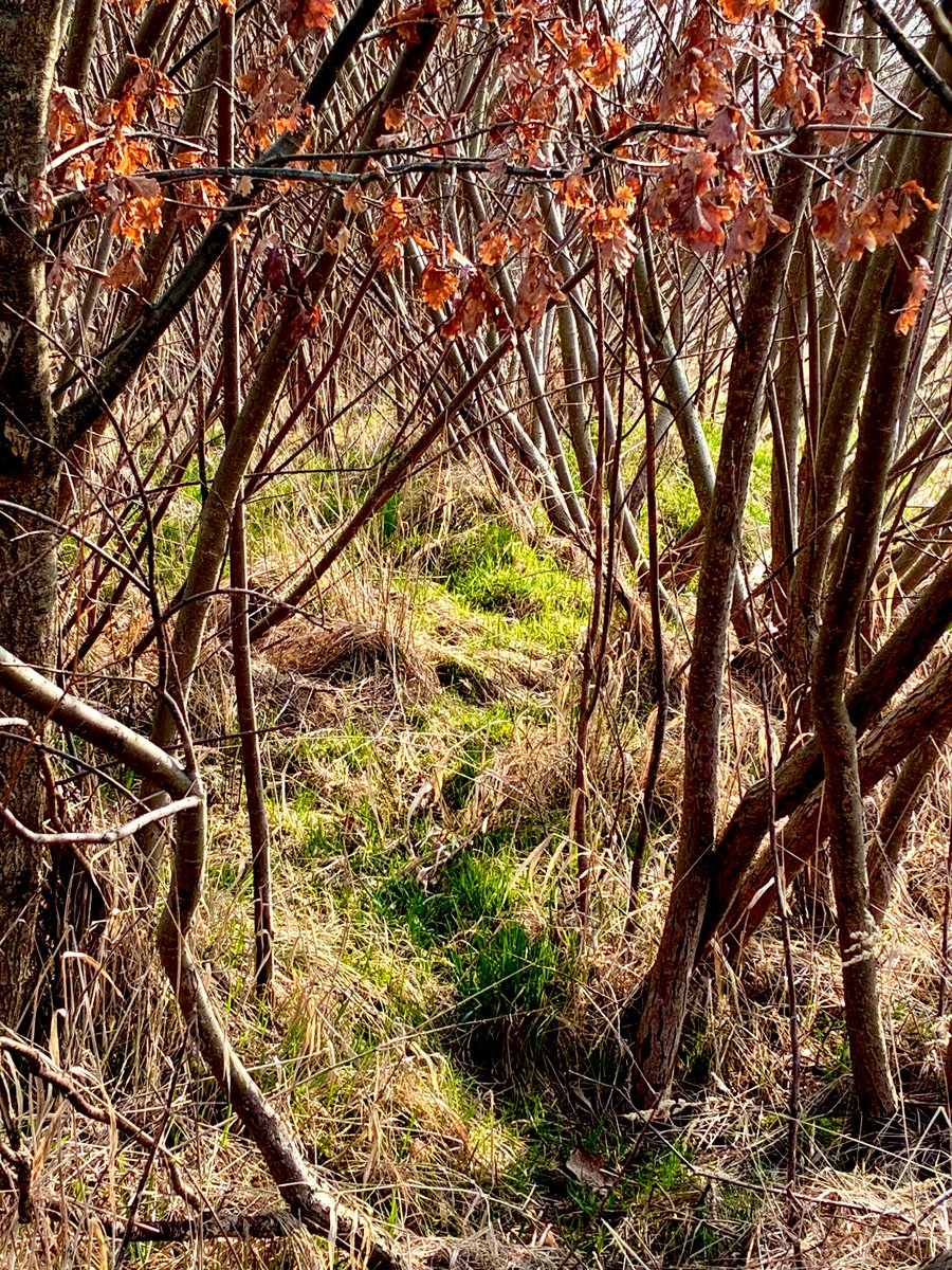 Elu Iluvatar tweet media