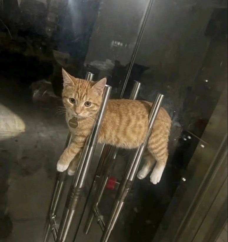 naumenko tweet media