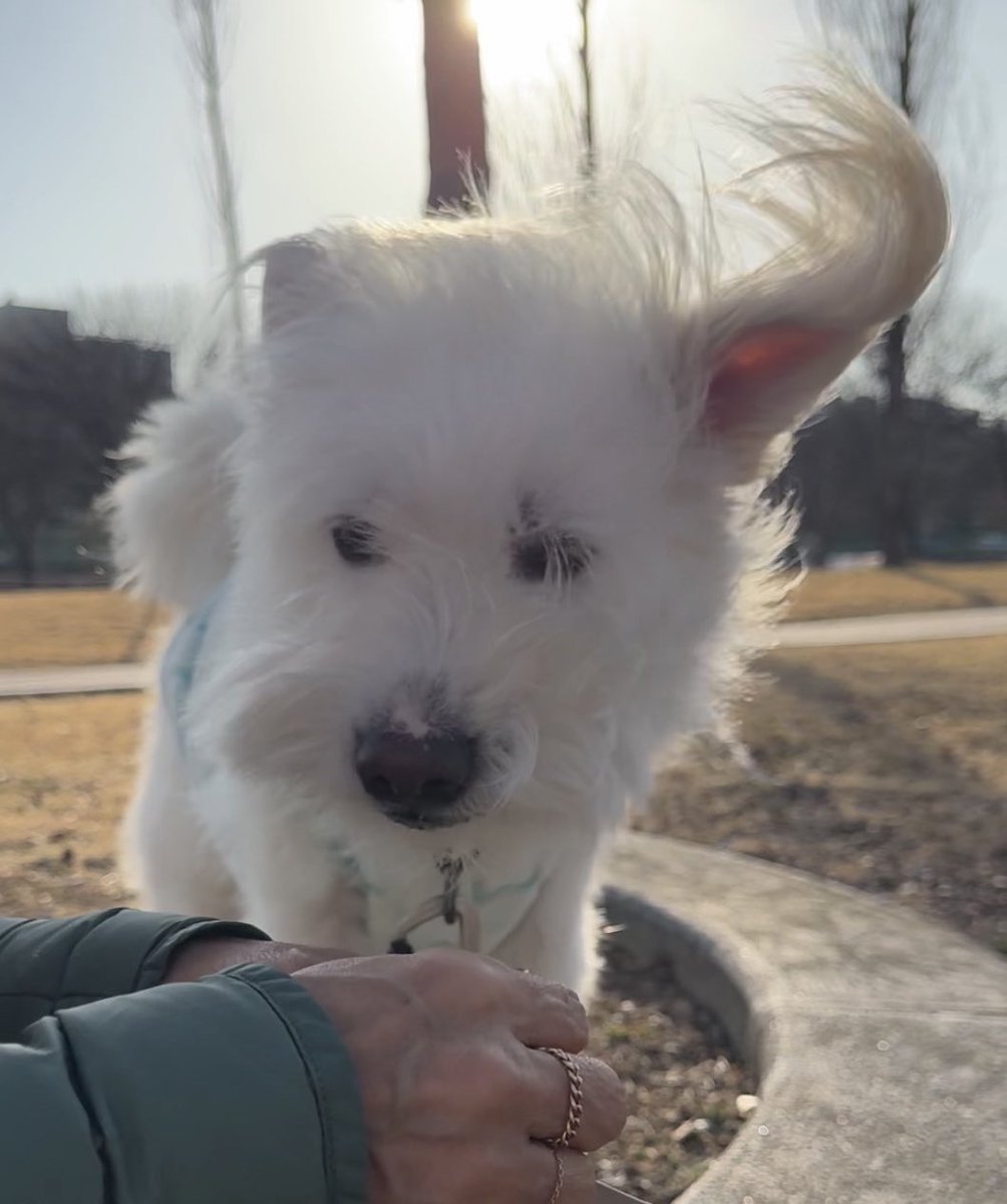 똥안부 tweet media