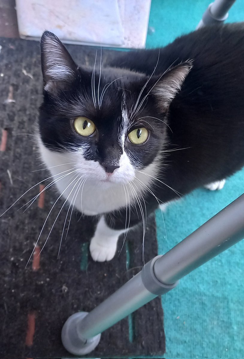 bagheera tweet media