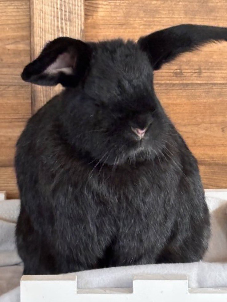 Carrot Cottage Rabbit Rescue tweet media