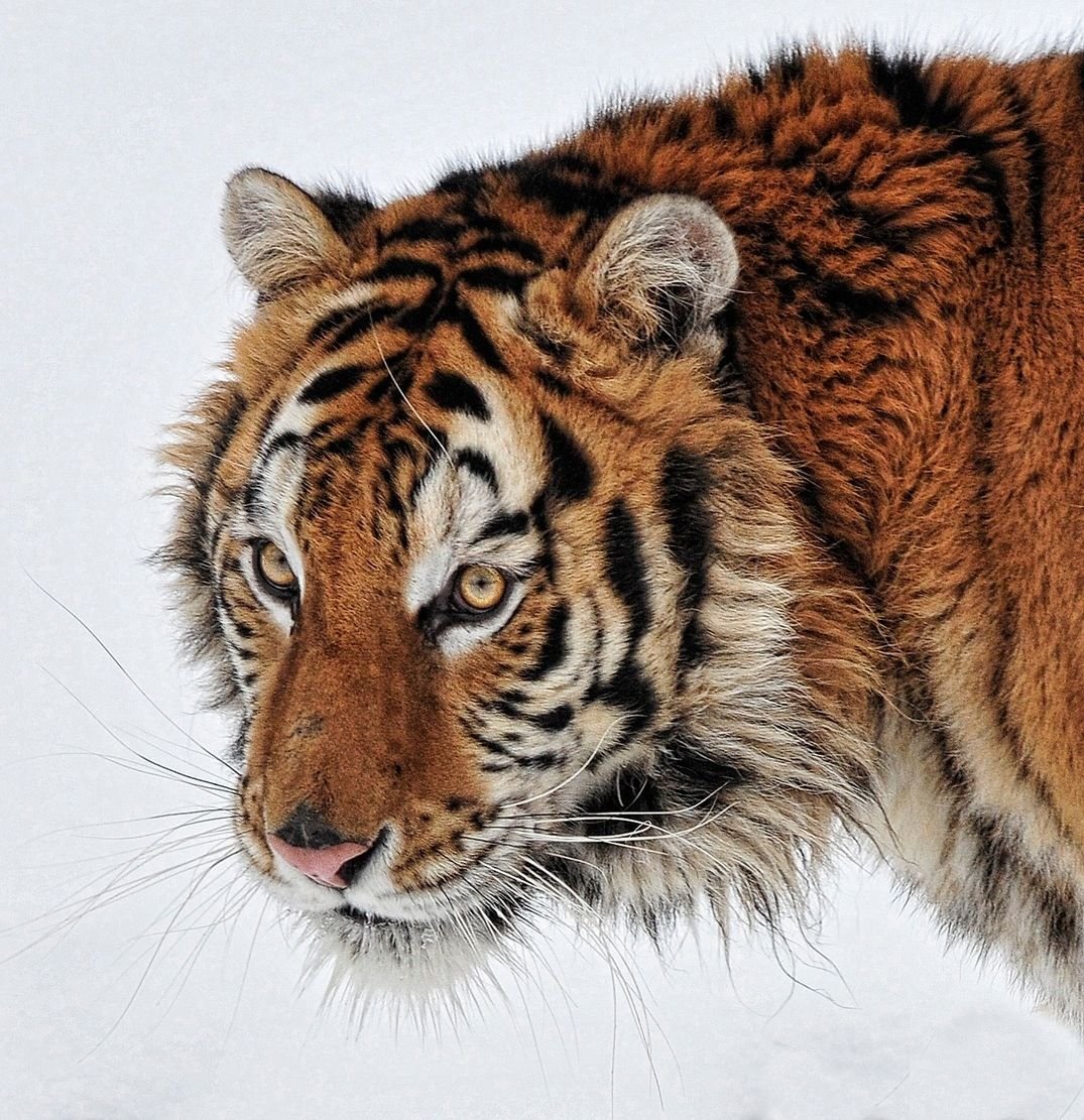 🪴𝐌𝐨𝐬𝐬🪴✨working on comms✨ tweet media