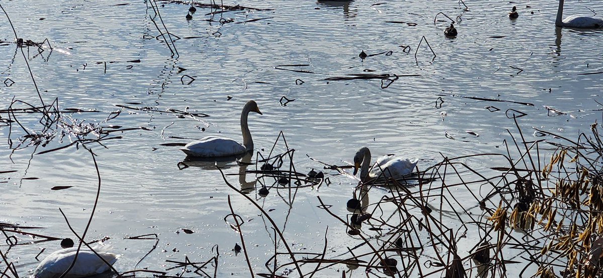 P for Penguin tweet media