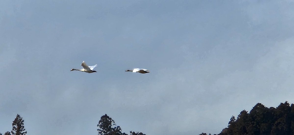 P for Penguin tweet media