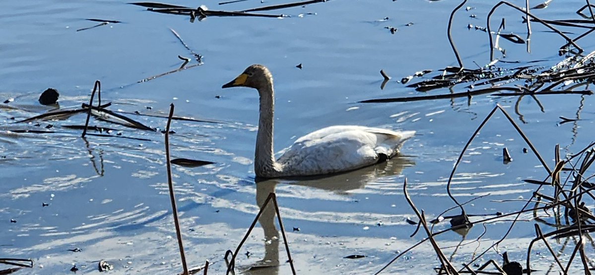 P for Penguin tweet media