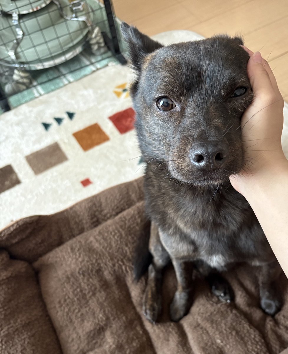 甲斐犬の福丸 tweet media