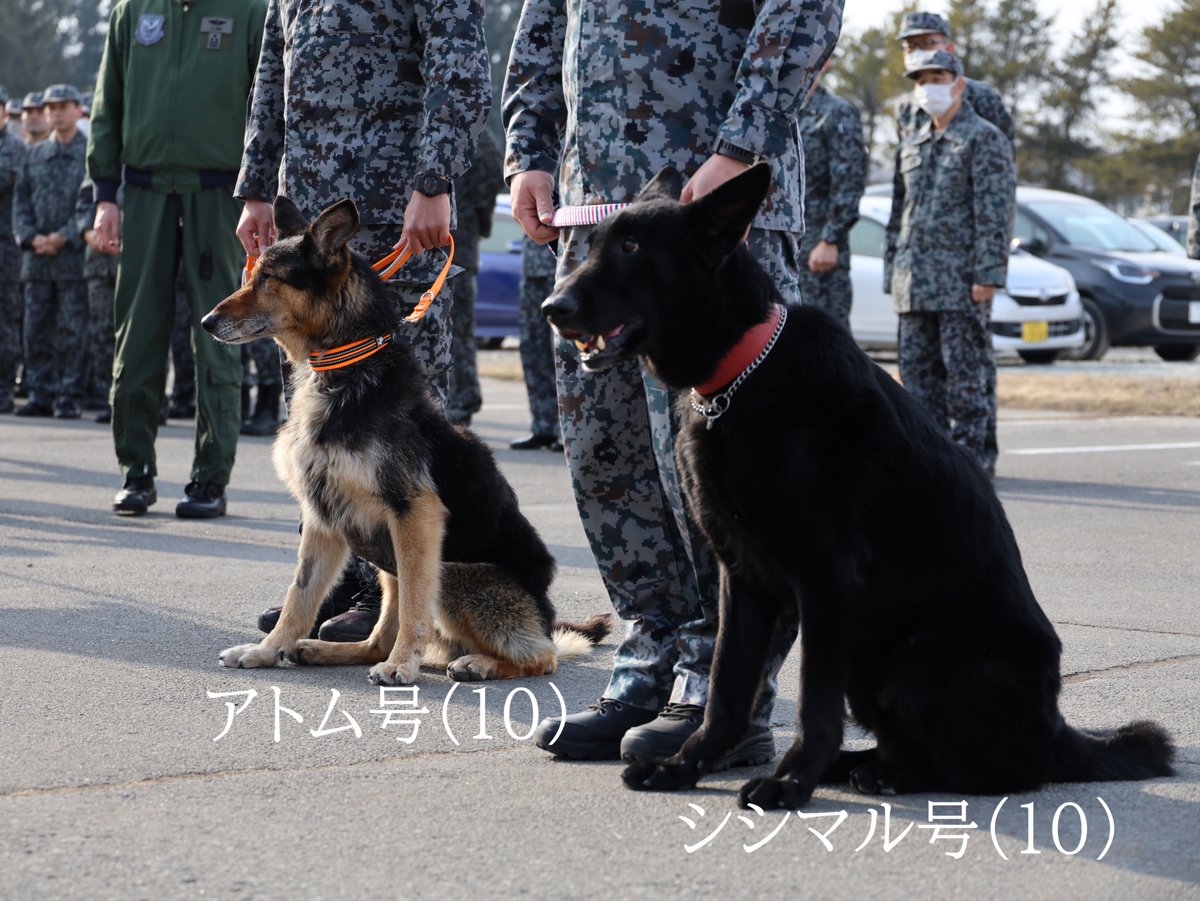jasdf_chitose's tweet photo. 【退役した２頭に敬礼！】
3月18日、 #警備犬 としての任務を終えたシシマル号とアトム号の除隊式を行いました。
北海道、石川県での災害派遣では人命捜索に従事する等、任務に多大な貢献をした2頭に対し、隊員達は感謝と敬意を表しました。
今後は新たなご家族の下で第2の犬生を迎えます。

#千歳基地 https://t.co/jtTj2qZdI5