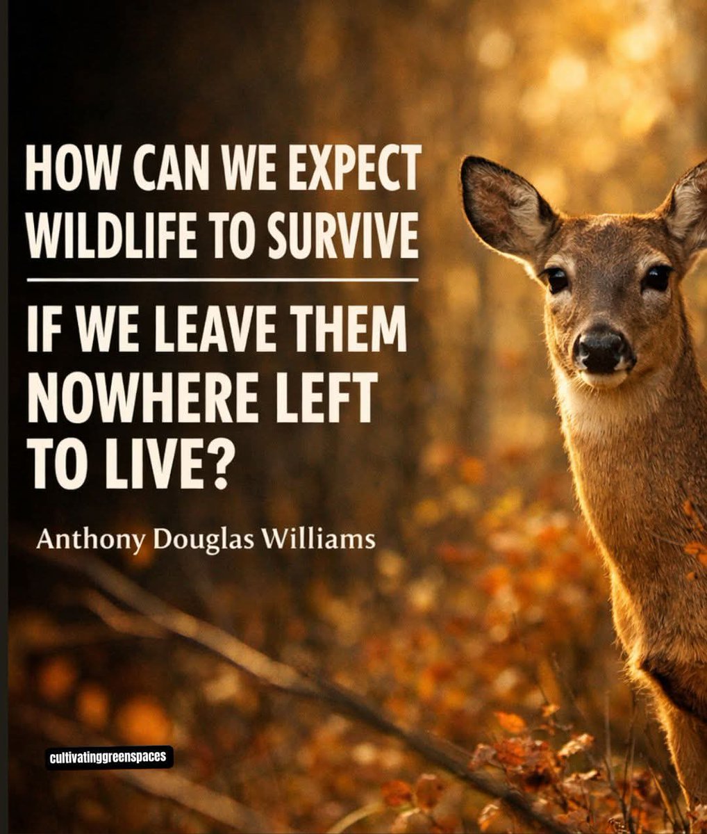 Dervilla(v) tweet media