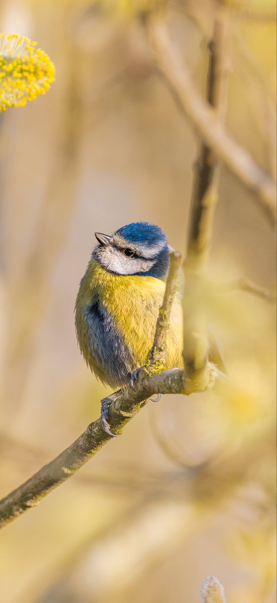 prekesh ◡̈ tweet media