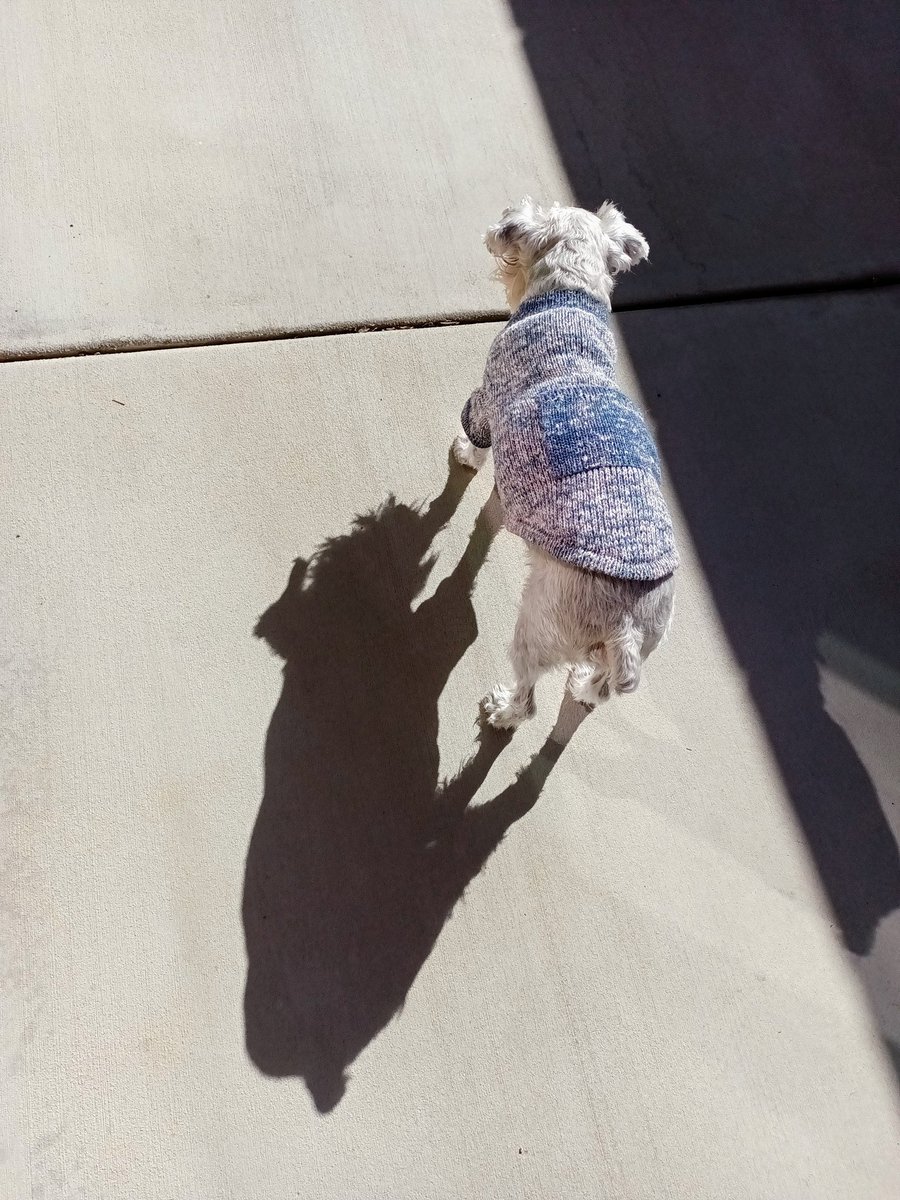 🇺🇸 🐾🌈Angel Cookie & 🌈Angel Muffin🐾 🇺🇸 tweet media