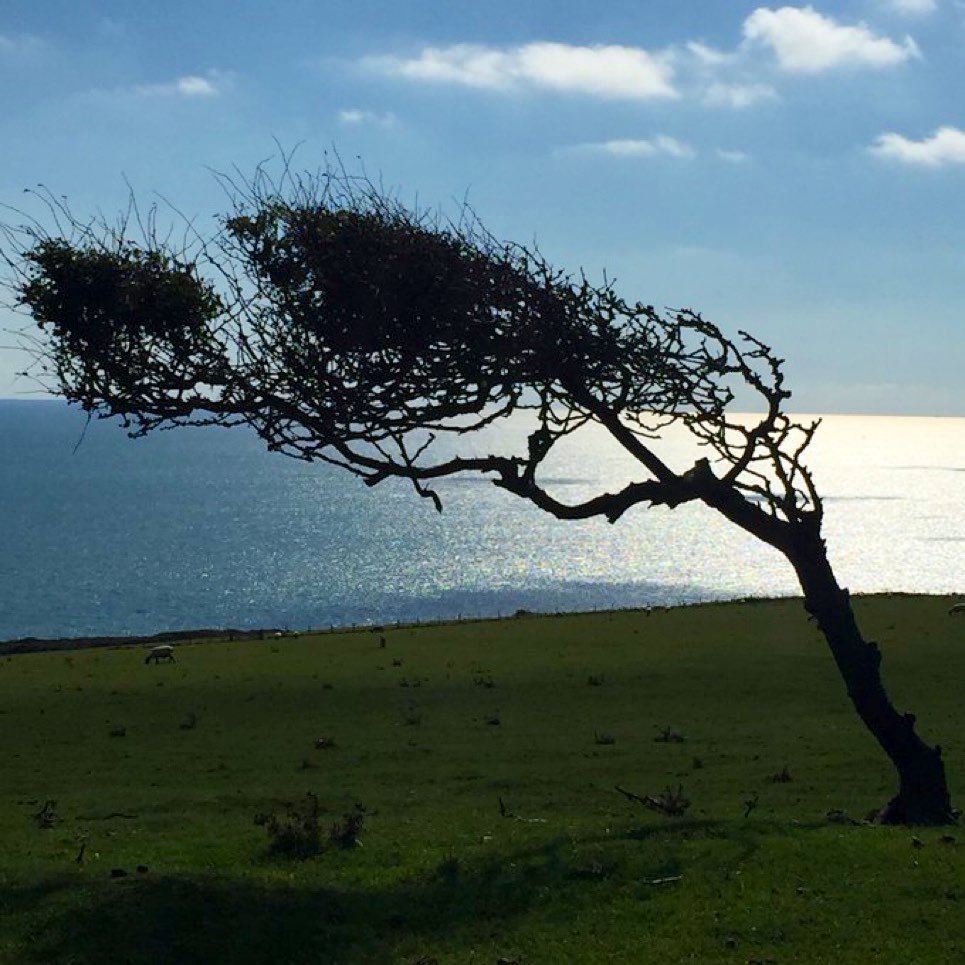 TiCL (NO to a blue tick) tweet media