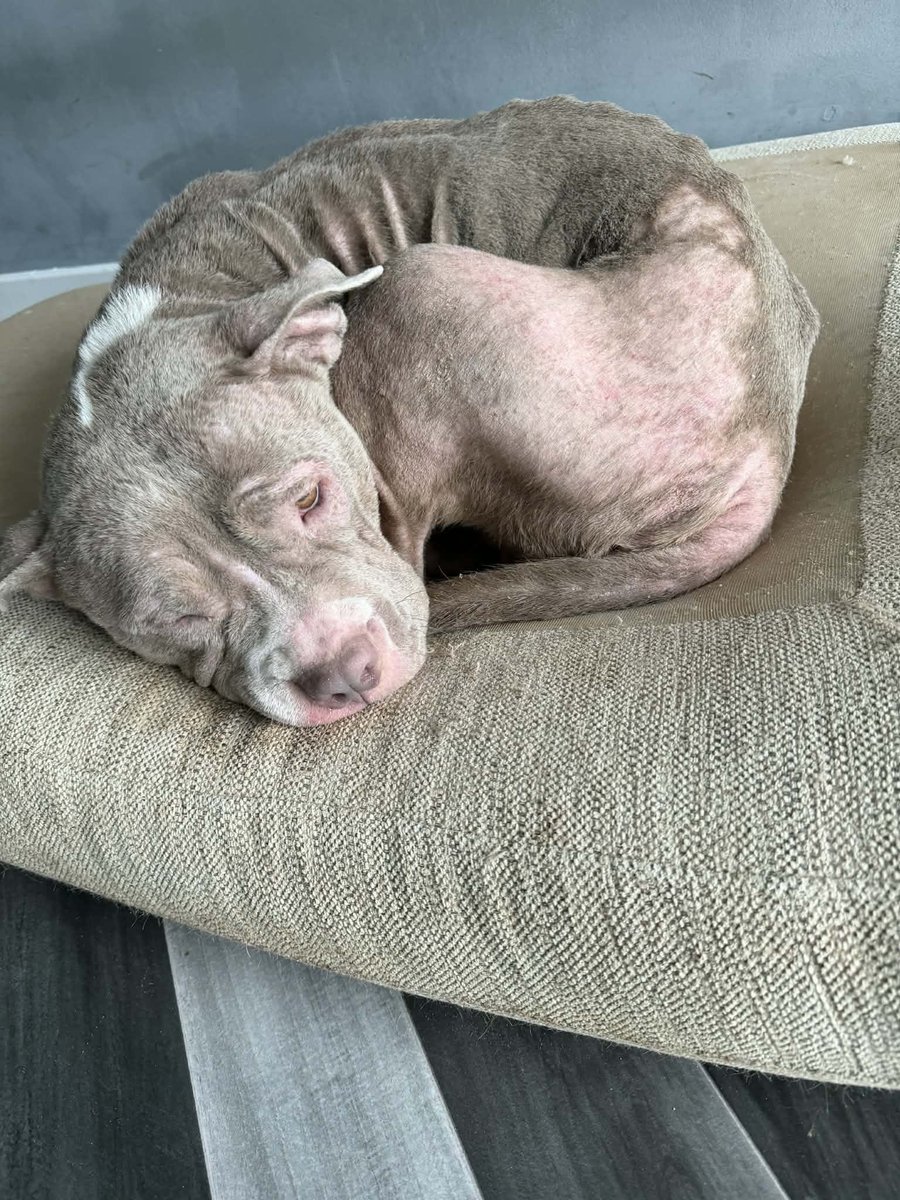 Animal Adoptions UK 🐕‍🦺🐈🐎❤️ tweet media