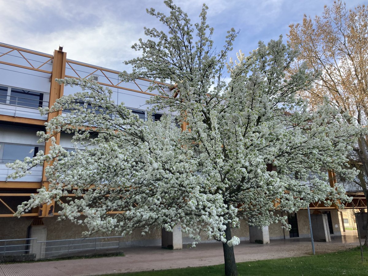 Nuria del Alamo #CeaseFireNow#stopthegenocide tweet media