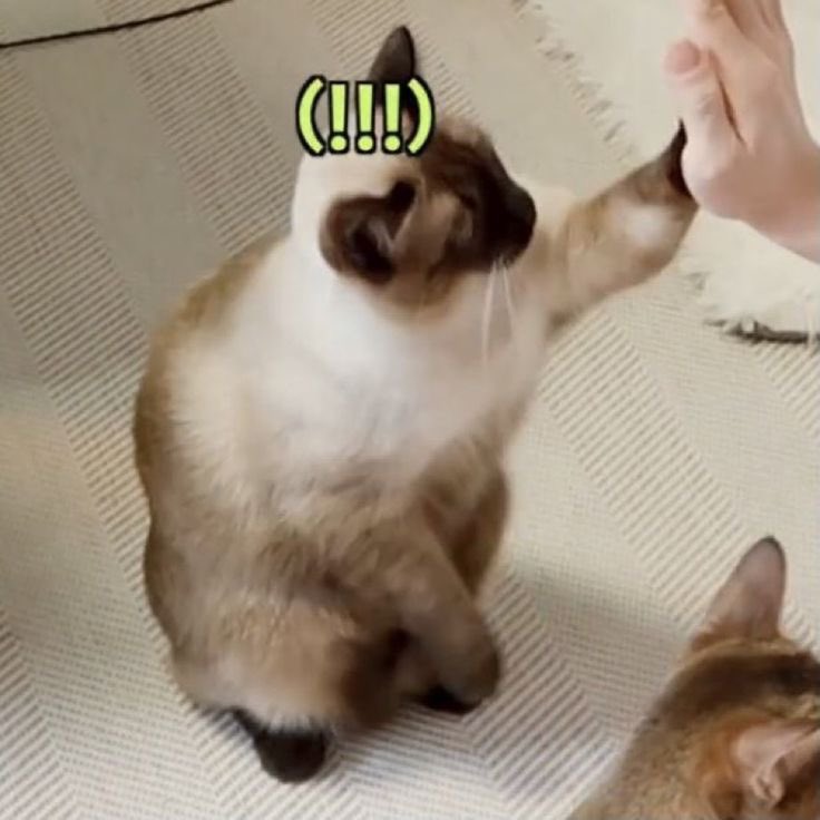 𝗙𝗦𝗧.𝘁𝘁𝗲𝗻𝗮𝗲 | ( กต นามสกุลลี ) TEN tweet media