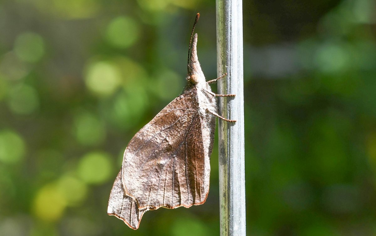 Florida Museum tweet media