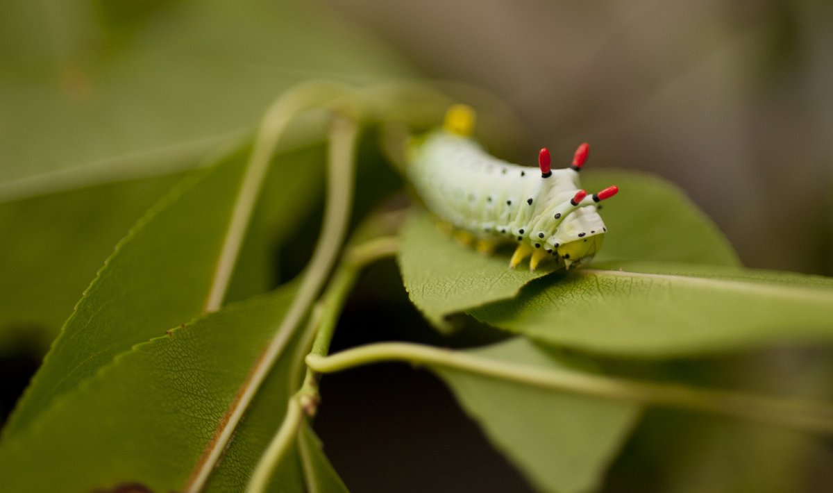 Florida Museum tweet media