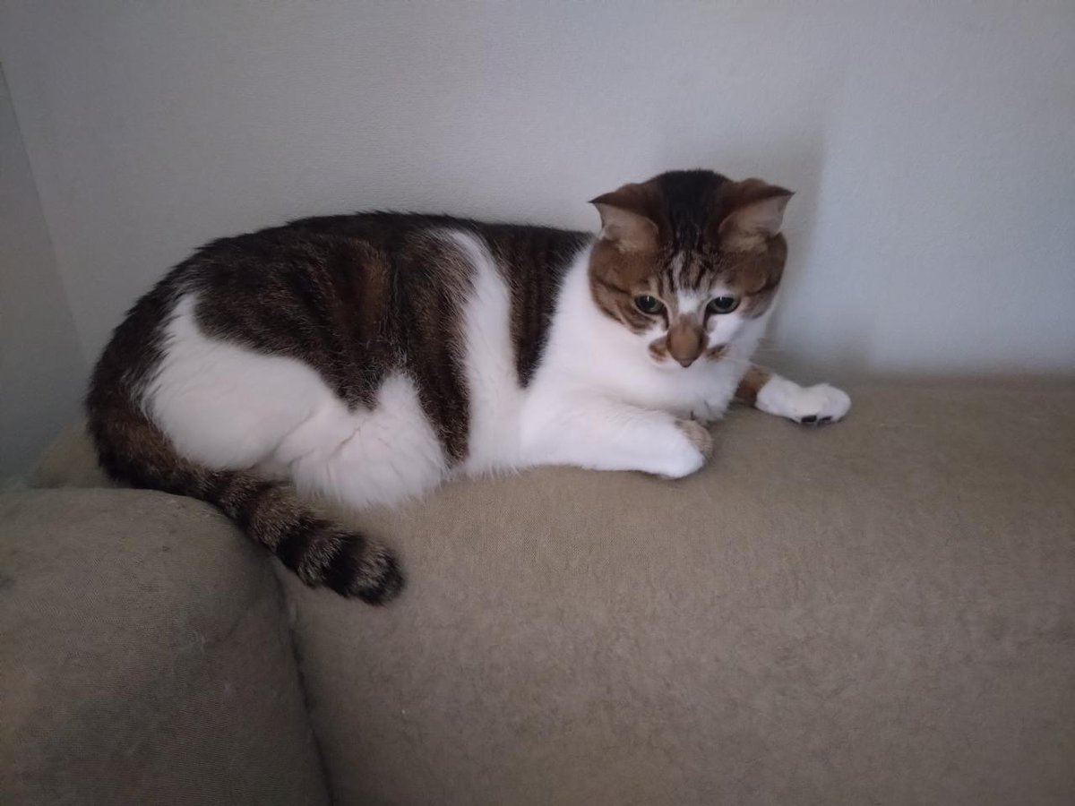 なまのマリエル tweet media