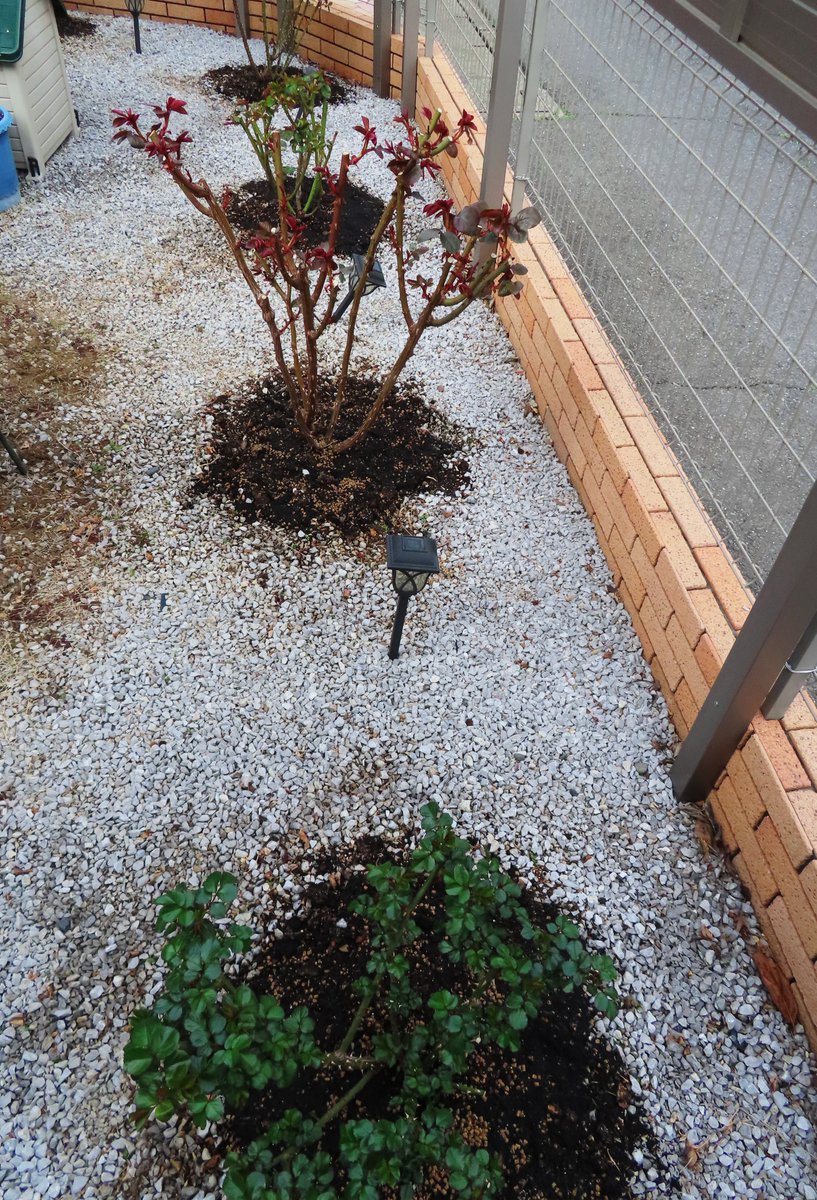 ロベルトG tweet media