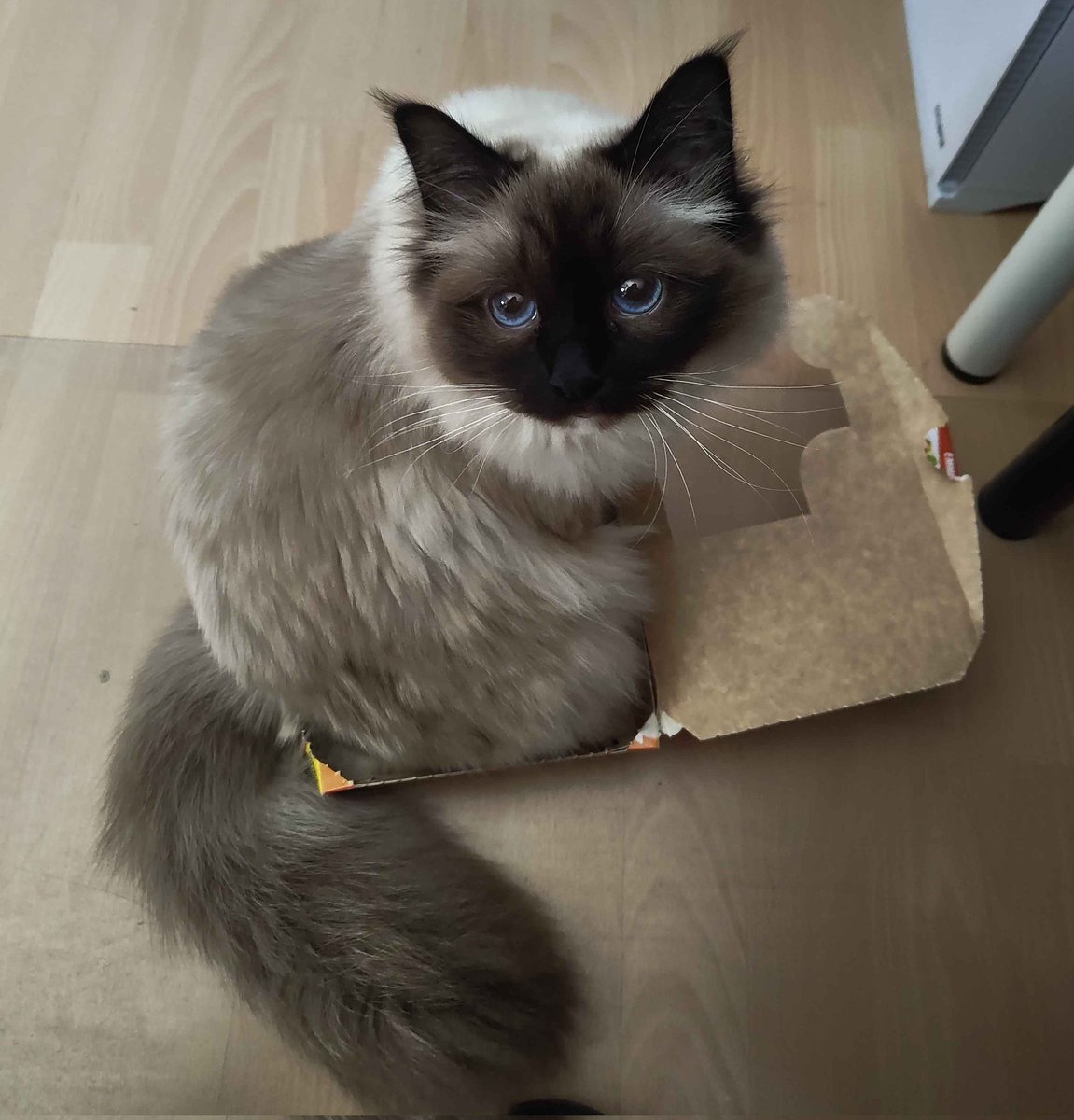 ☽ Luna ☾ tweet media