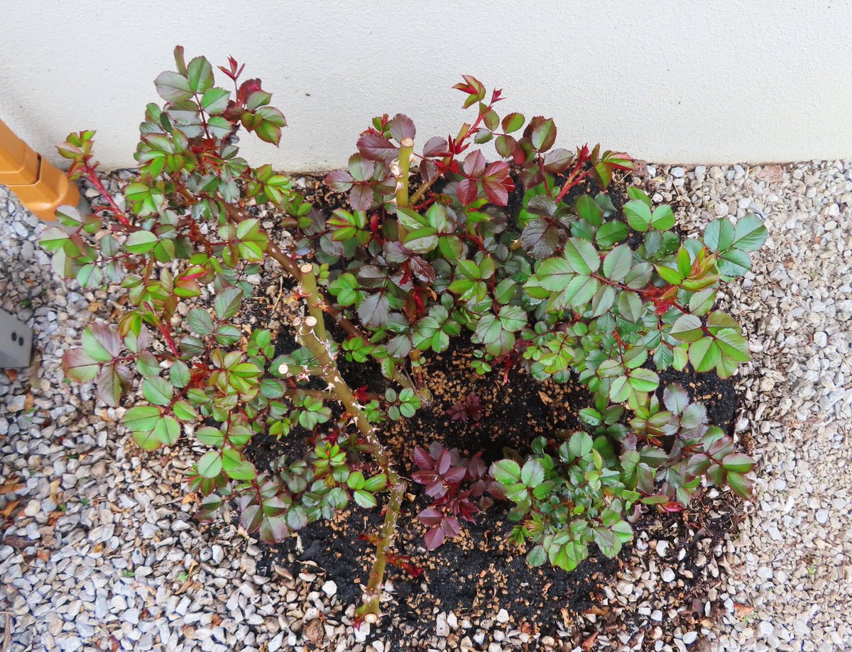 ロベルトG tweet media