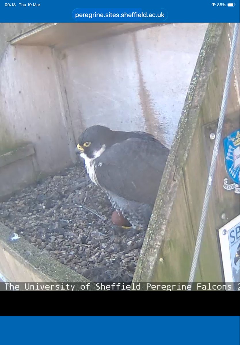 suenaylor's tweet photo. @doggie3132 @SheffPeregrines Looks like she is thinking about it https://t.co/IF6MOLKQeD