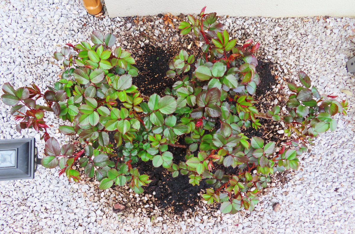 ロベルトG tweet media