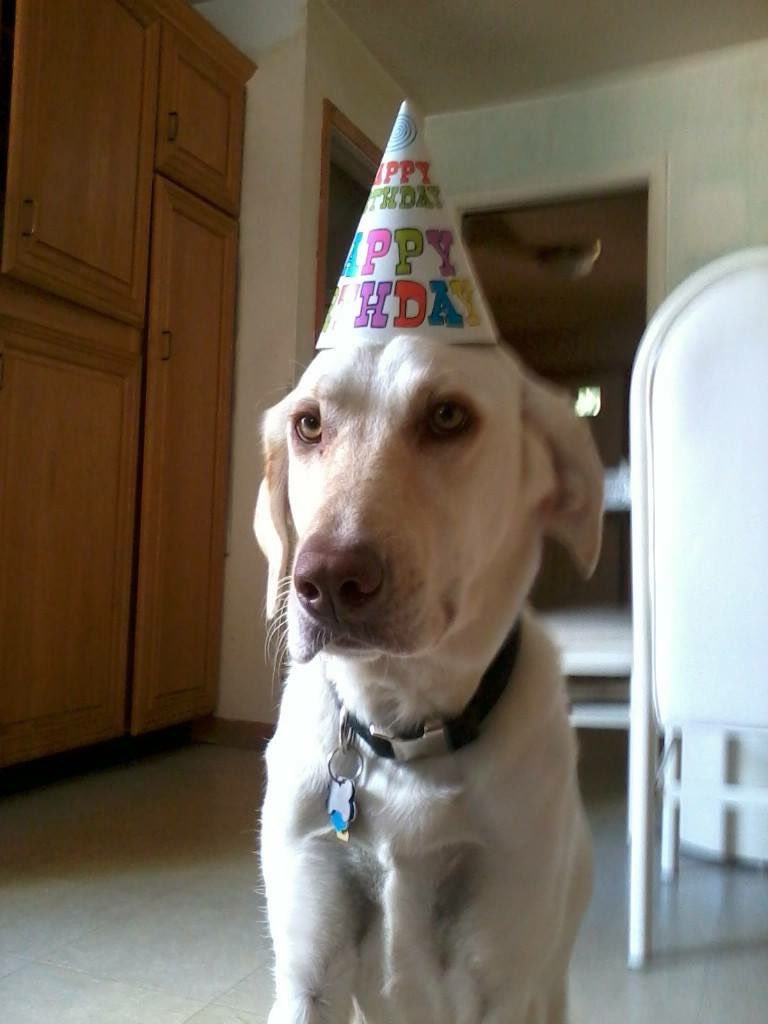 WeaponGojiraX's tweet photo. Goodbye, Gabe. You were a good boy, a funny boy… Fast &amp; strong. Now you get to rest. I’ll miss you. Thank you for being part of our family &amp; for the joy you brought us.

Rest in Peace Gabe - 7/4/2011-3/18/2026 https://t.co/kAmNEDe80j