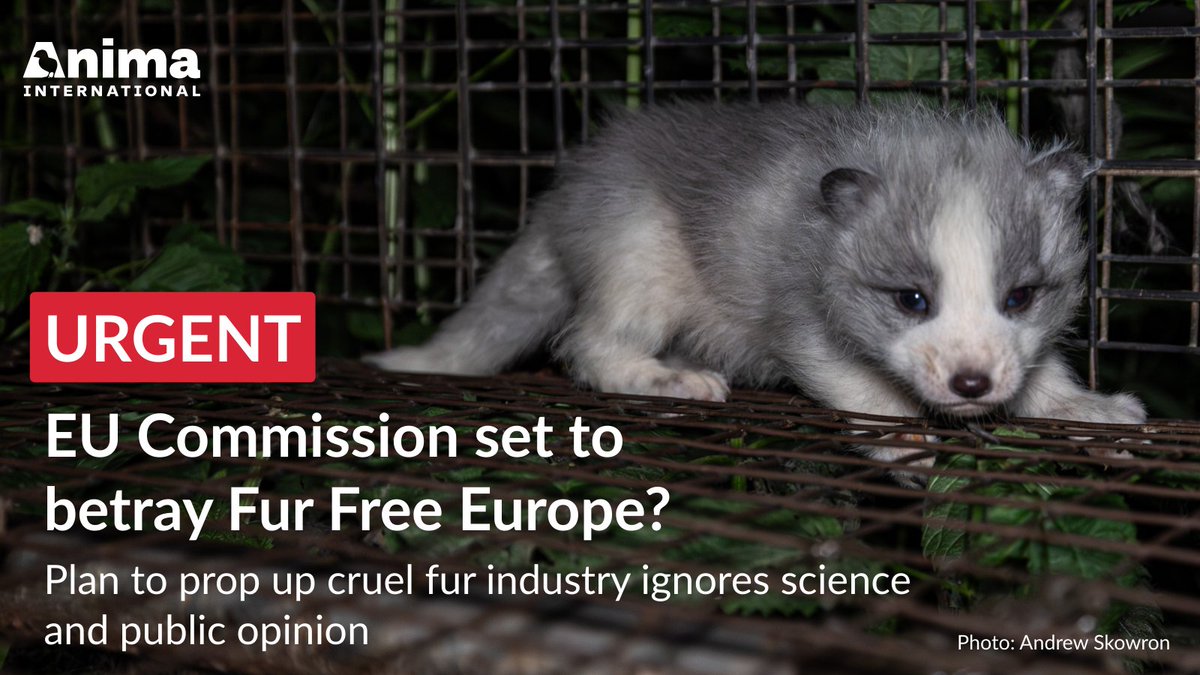 Anima International tweet media