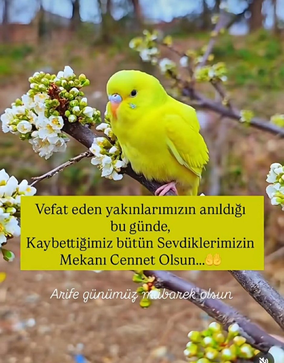 🕊 S e V a L 🕊 tweet media