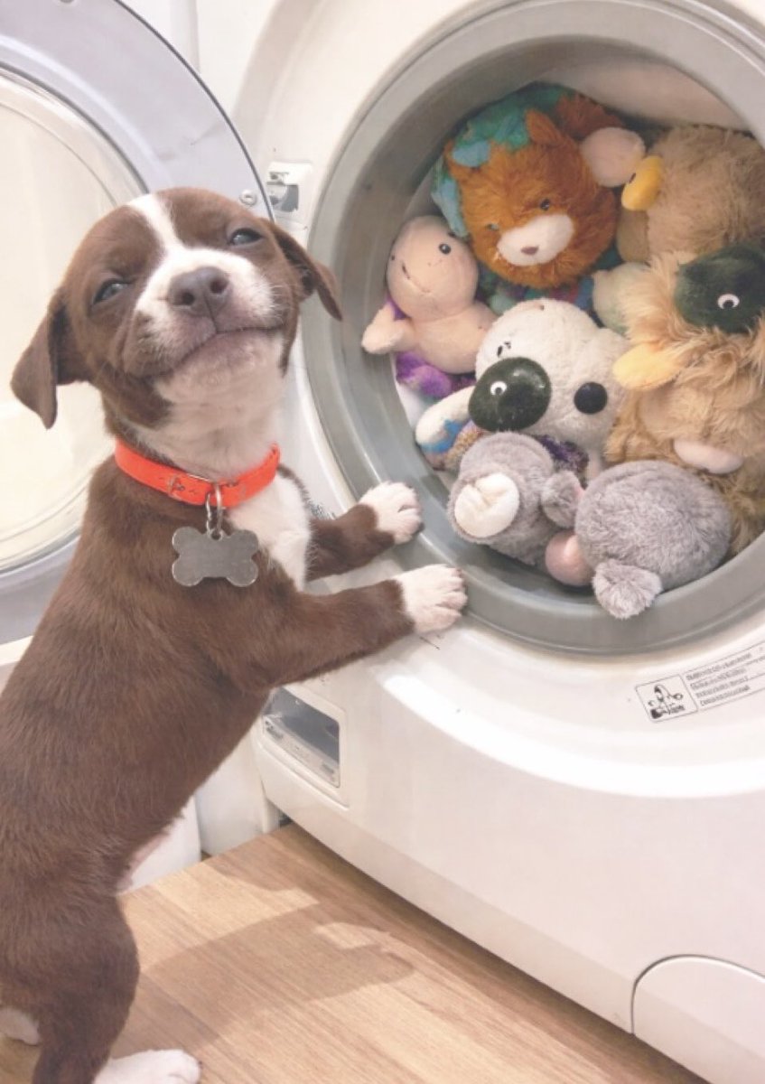 GnosisWolf tweet media