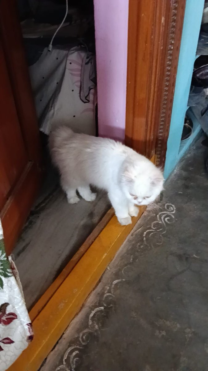 Telugu Scribe tweet media