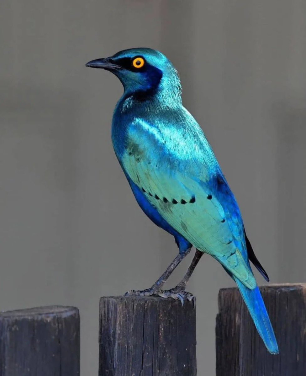 World Uncovered tweet media