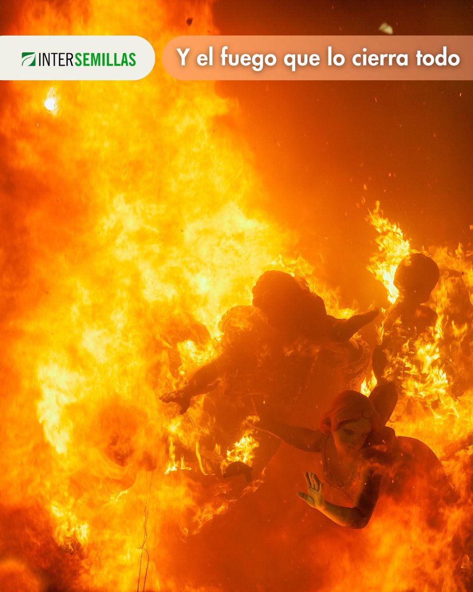 intersemillas1's tweet photo. ✨ Hoy, 19 de marzo, celebramos el Día de San José y el final de las Fallas.
🌱 Desde Intersemillas queremos felicitar a todos los valencianos y valencianas.
#fallas #fallas2026 #fallasvalencia https://t.co/lslFUqNEnF