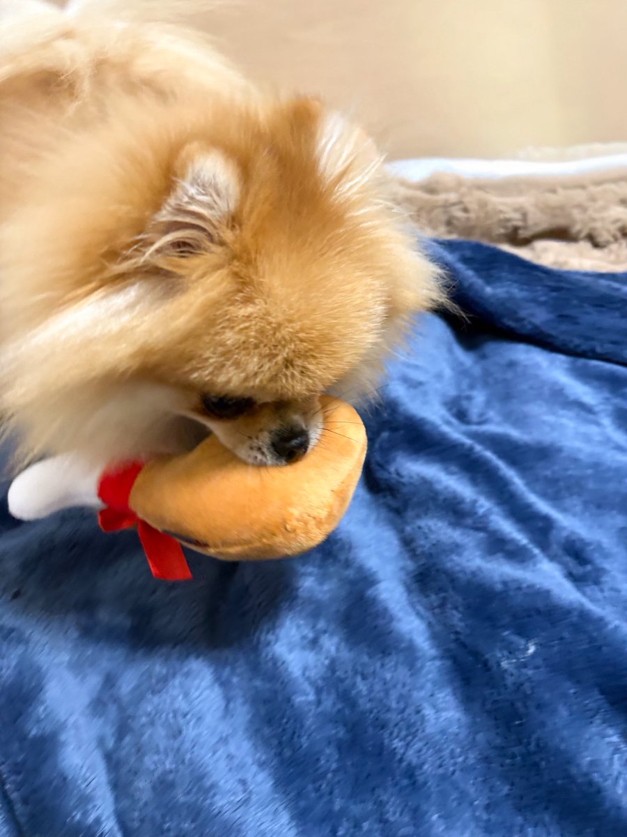 EBIKECHI tweet media