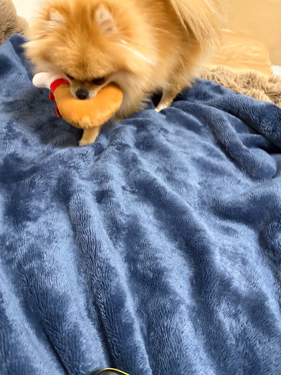 EBIKECHI tweet media