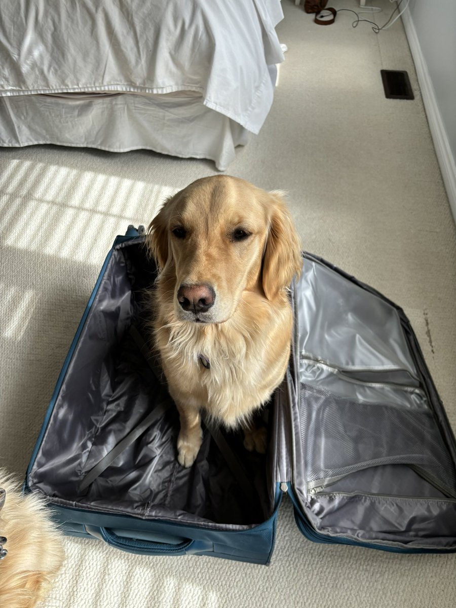 Benson & Bowie aka The Beans tweet media