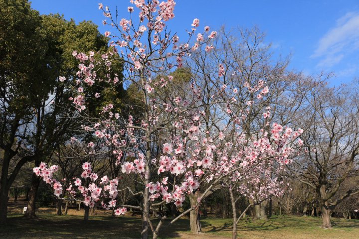 花博記念公園鶴見緑地【公式】 tweet media