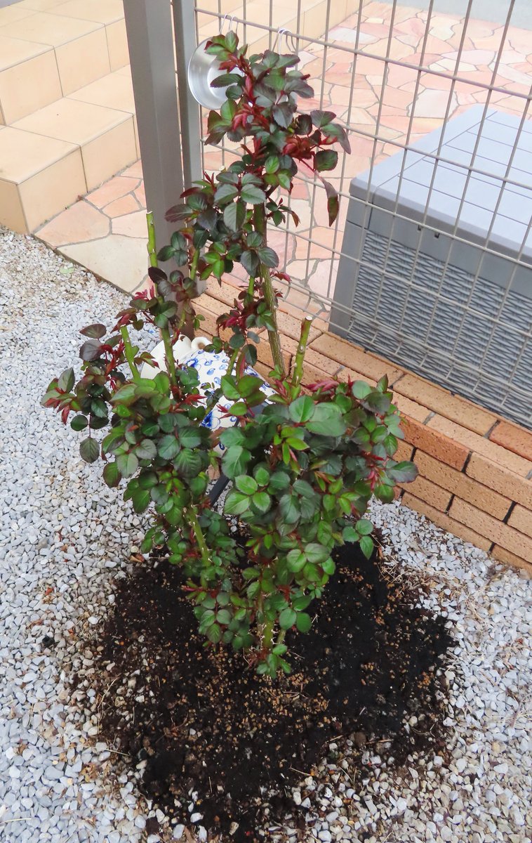 ロベルトG tweet media