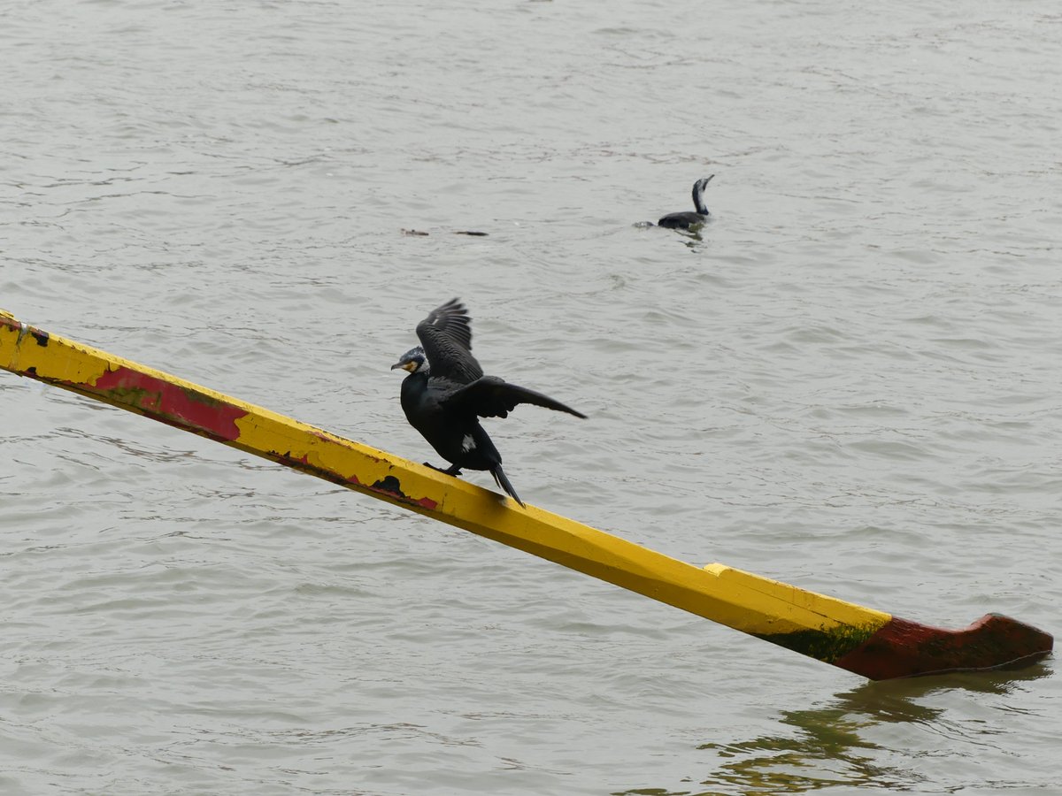 uzora5's tweet image. Tag - ich komme! #Kormoran #Douro #Porto