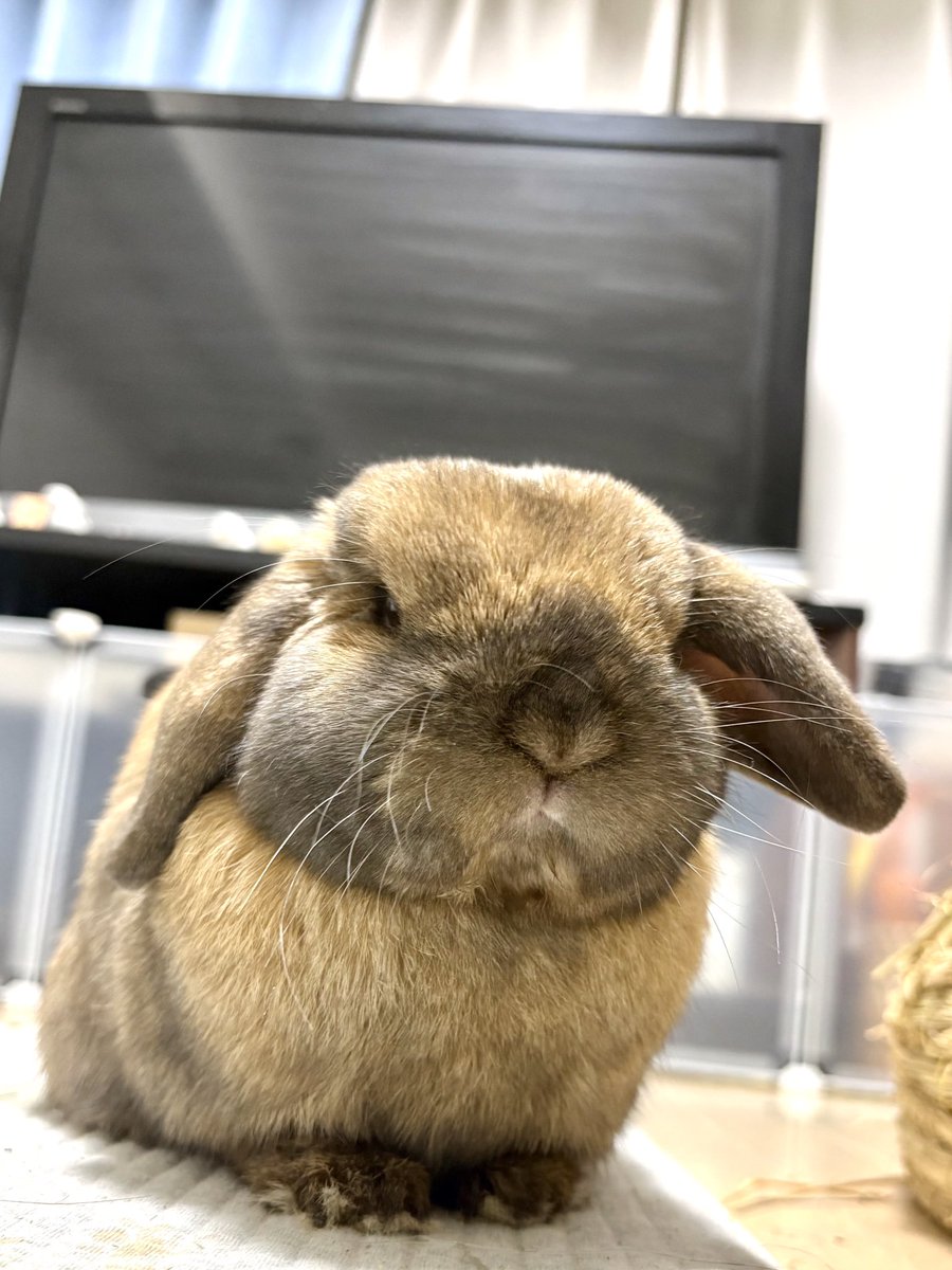 うさぎのポパイ tweet media