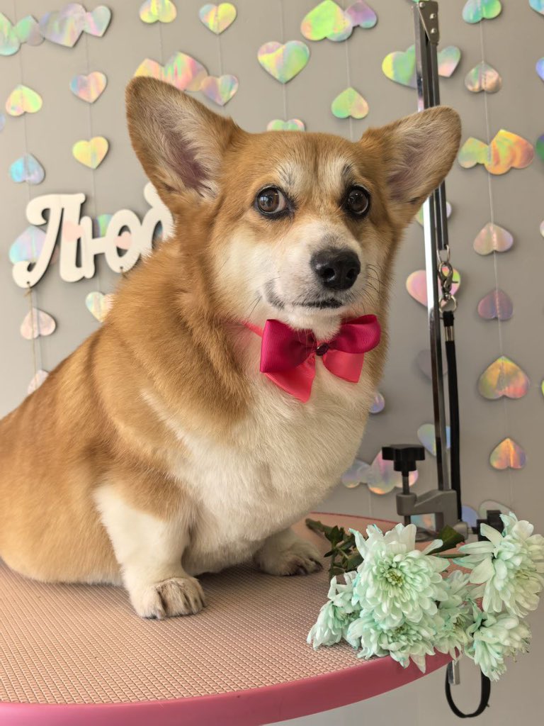 Свободная цикада трр-трр tweet media