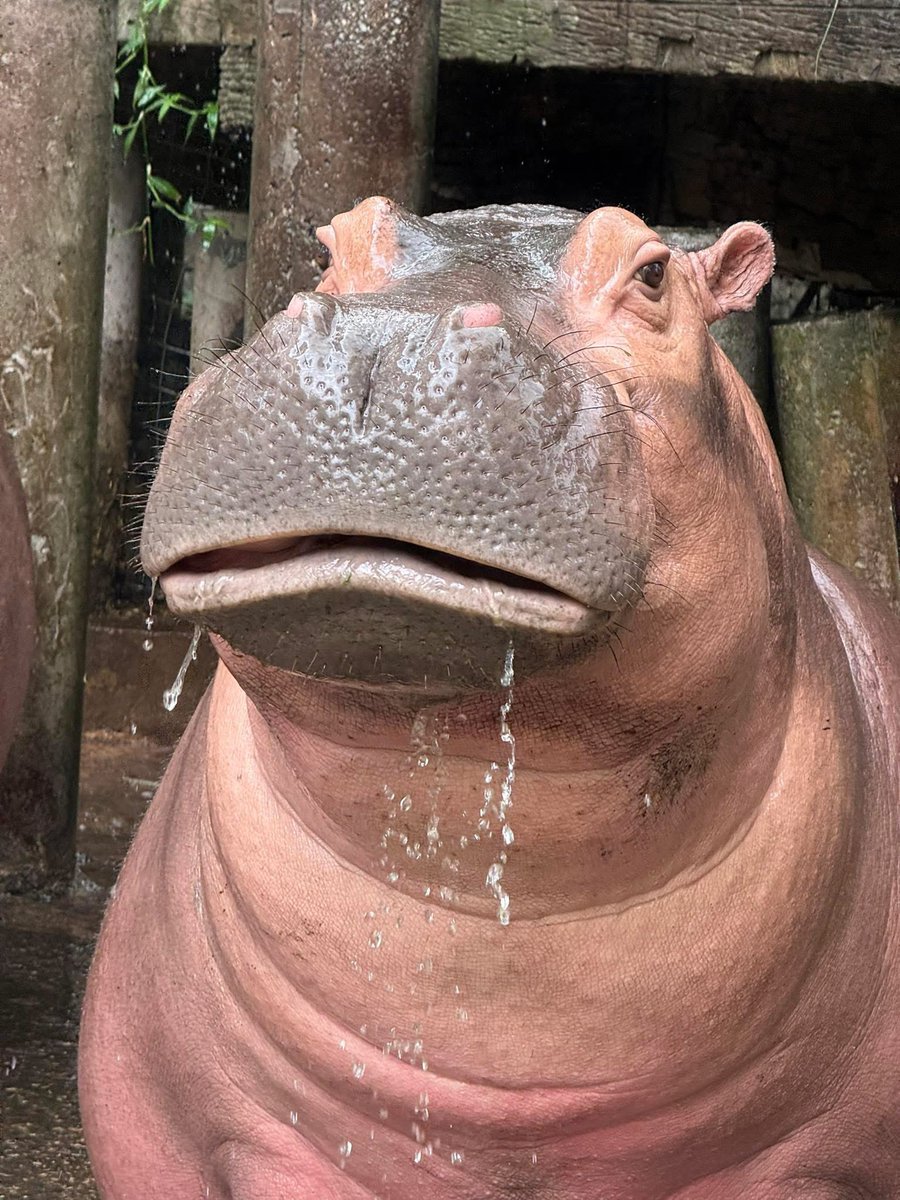 ขาหมูชินแล้วกับการมีเด็กเกิดใหม่ 
หมูเด้งน่าจะยังไม่ชิน555 #hippo #PygmyHippo #ขาหมูแอนด์เดอะแก๊ง #หมูเด้งเด้งกี่โมง #Moodeng #พี่ขาหมู #สวนสัตว์เปิดเขาเขียว