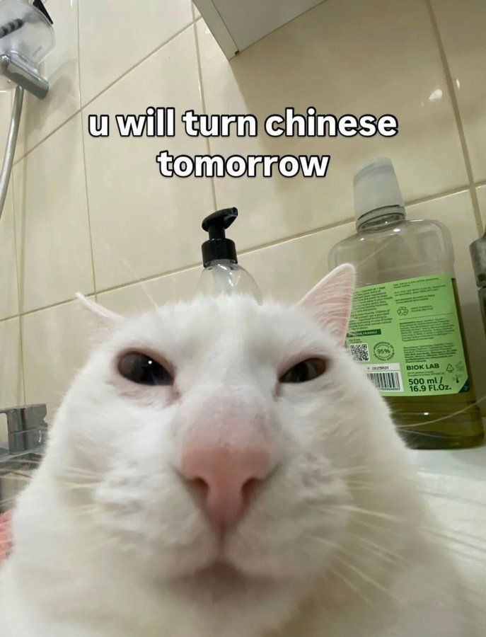 Tweets Of Cats tweet media