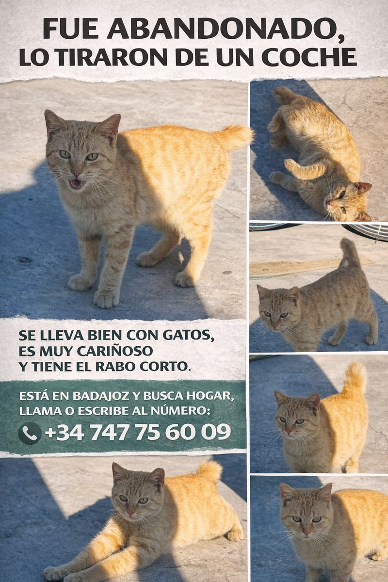 🐾 AnimalLover 🐾 Difusión ☀️ tweet media