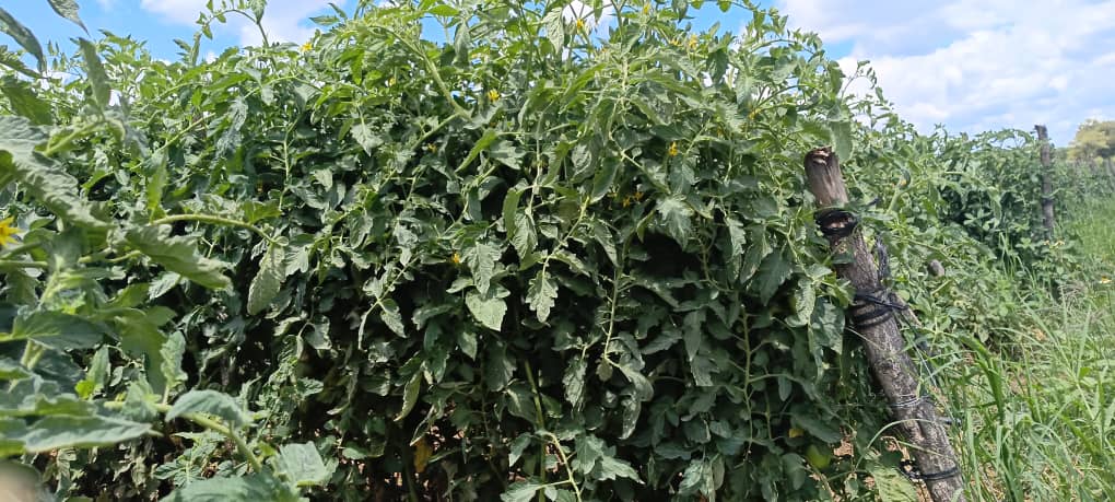 Charterseedsofficial tweet media