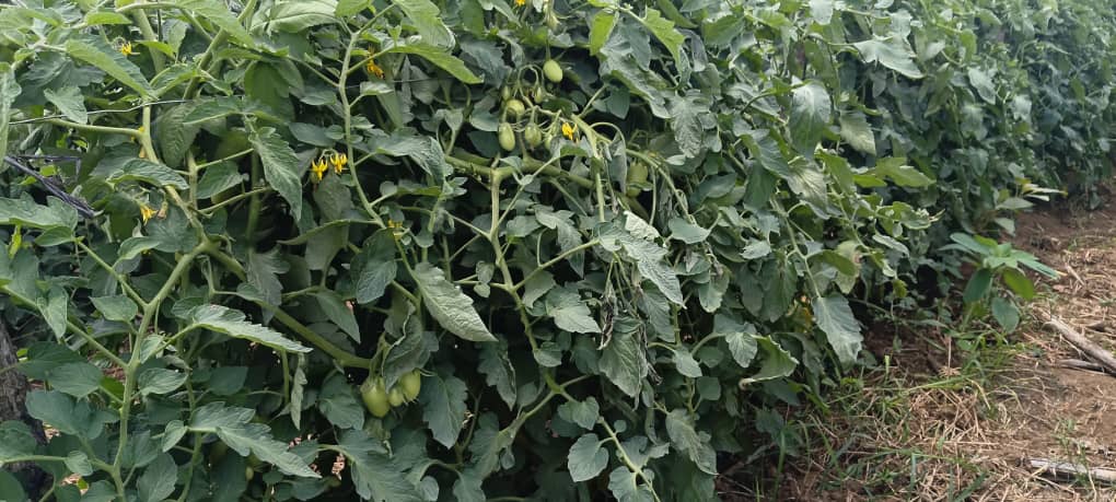 Charterseedsofficial tweet media